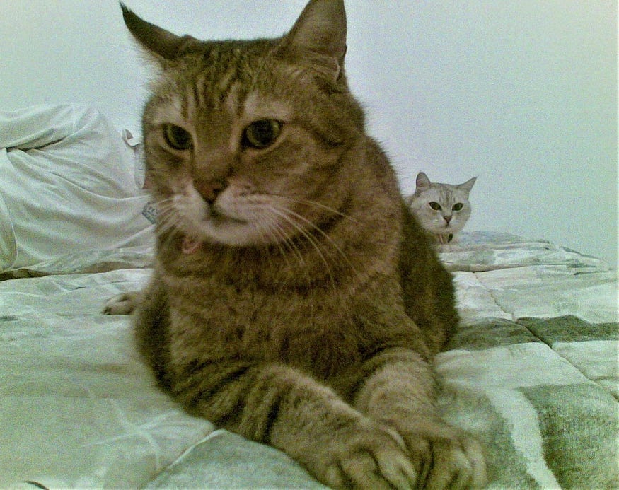 Why Cats Go Wild Over a Simple Piece of String by Susan Nilson