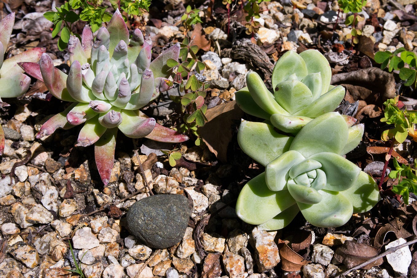 10 Best Plants to Propagate and Sell by Duston McGroarty Grower