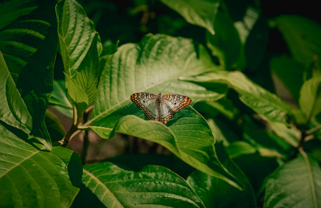 Healing Is Not Linear How the Body Stores Pain and Manifests It as