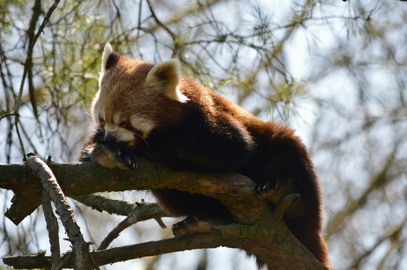 Mastering Pandas Advanced Data Analysis Techniques Python’s Gurus