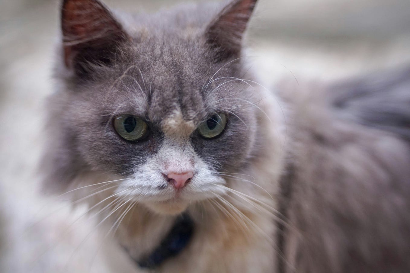 How Often Should You Bathe Your Cat? A Complete Guide to Cat Grooming