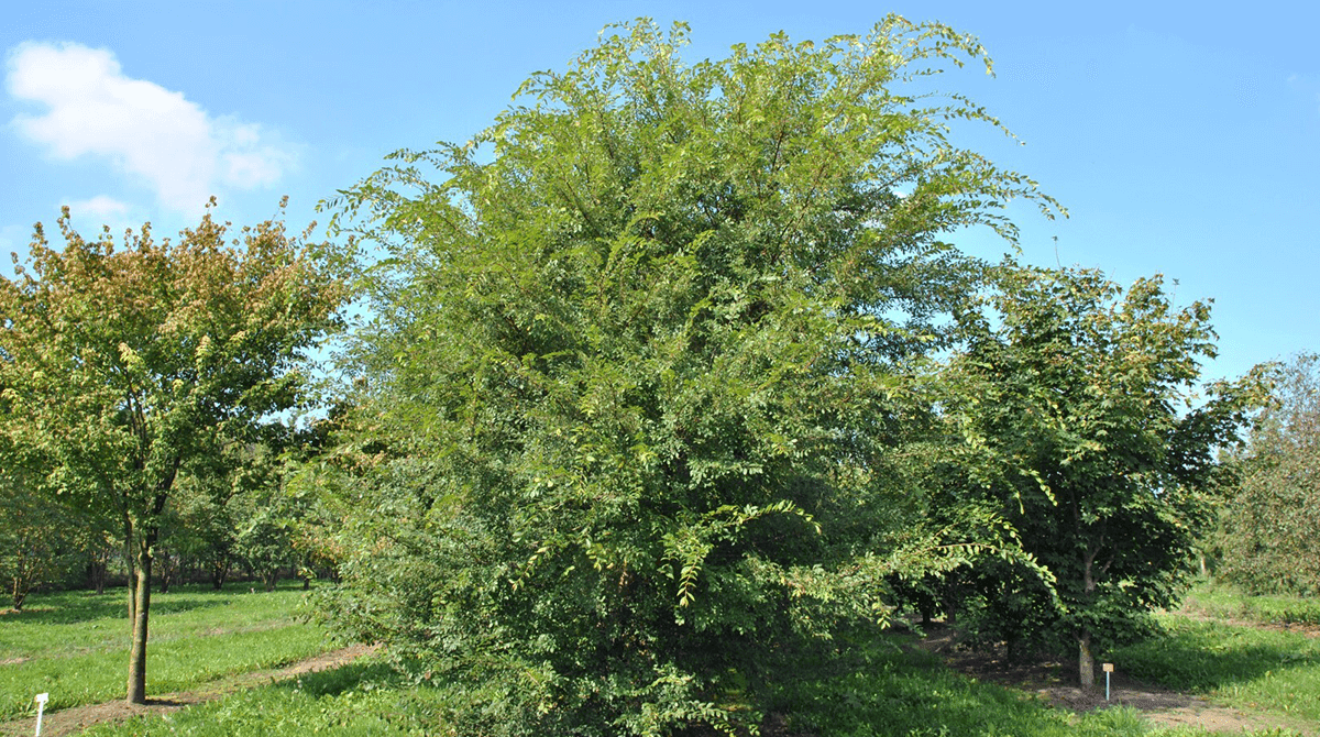 HOW TO SAVE A DYING CHINESE PISTACHE TREE by Nancy Medium