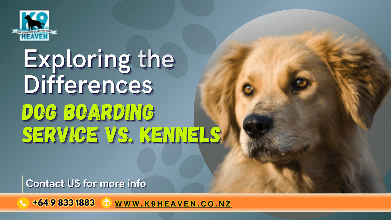 Doggy Daycare West Auckland. Unleash the Fun Exploring Doggy… by K9 Heaven Medium
