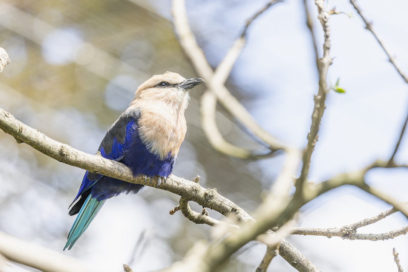 A Complete Qiskit Certification Practice TestPart 2 by Ark Rana