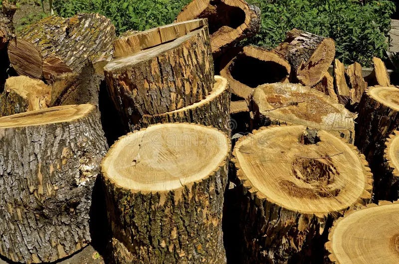 Is Plum Firewood Any Good? [Essential Guide] Atifsemab Medium