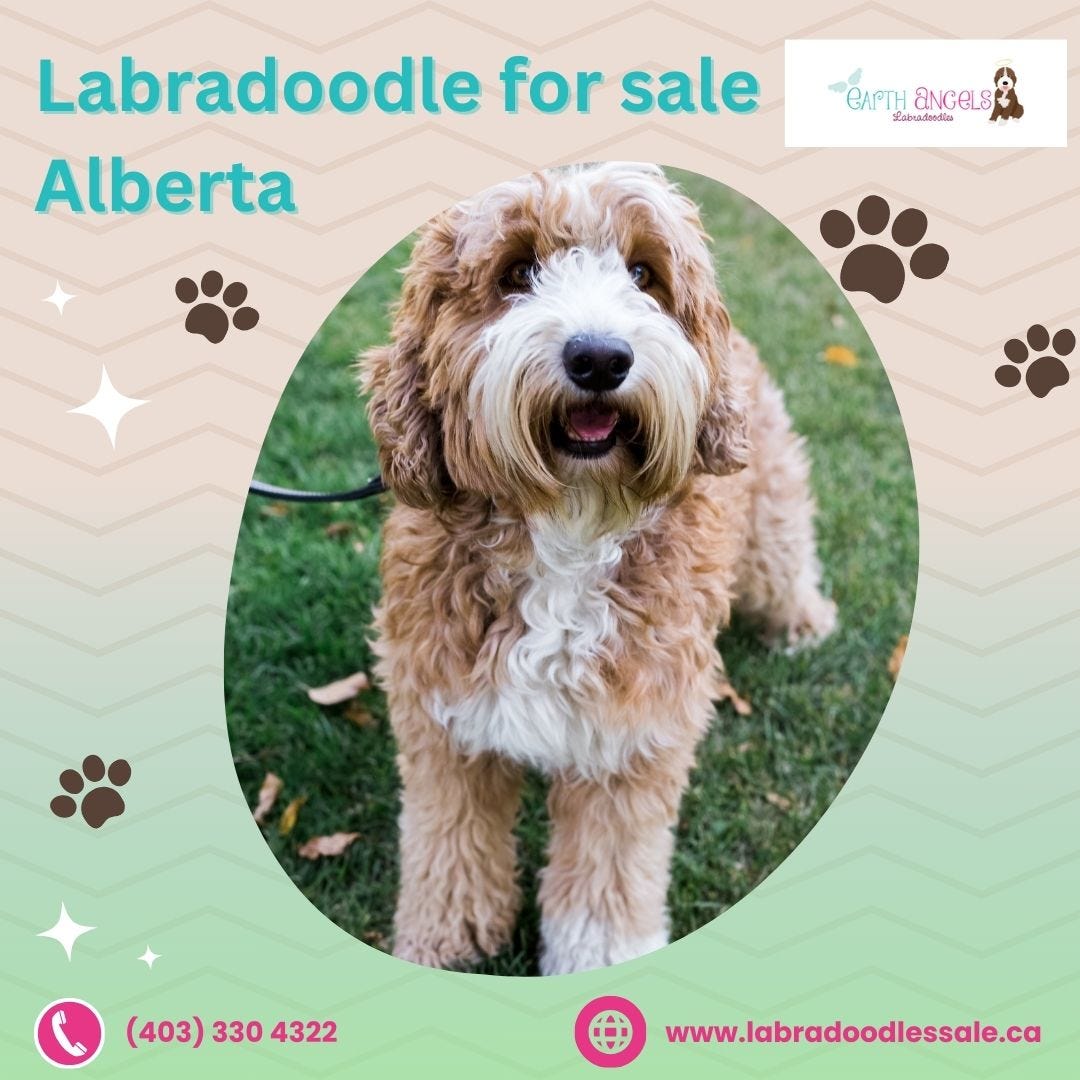 Adorable Labradoodle Puppies in Alberta — Your Perfect Furry Companion