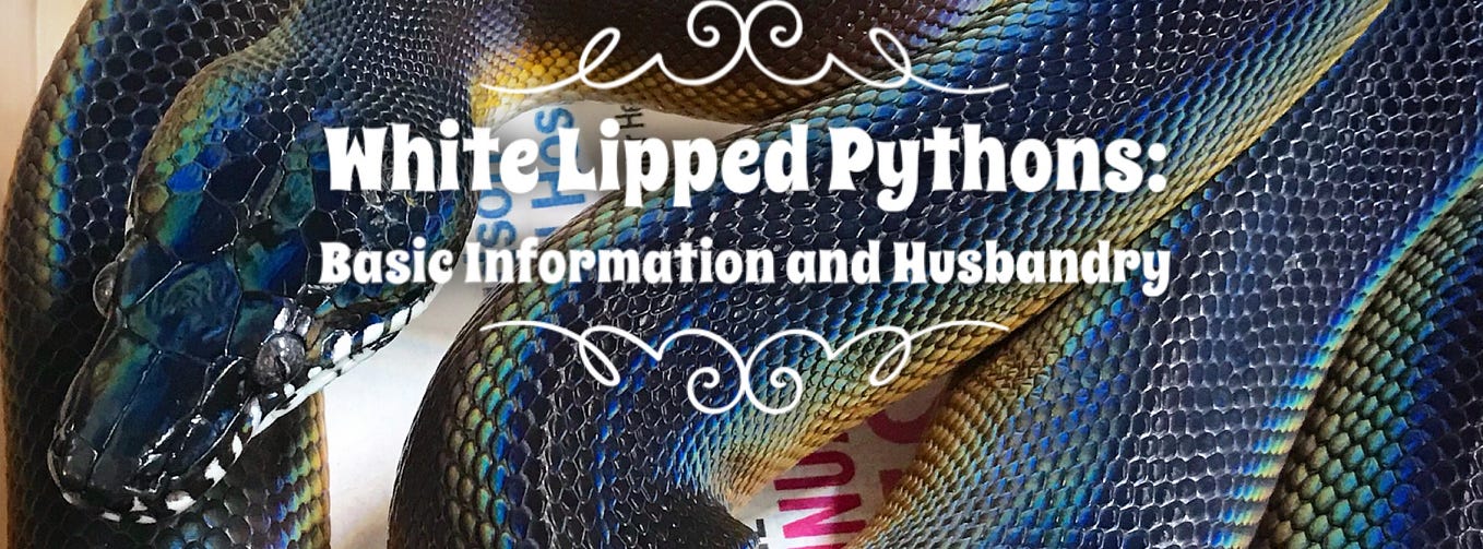 Husbandry of the Jungle Carpet Python in Captivity by Scott Borden