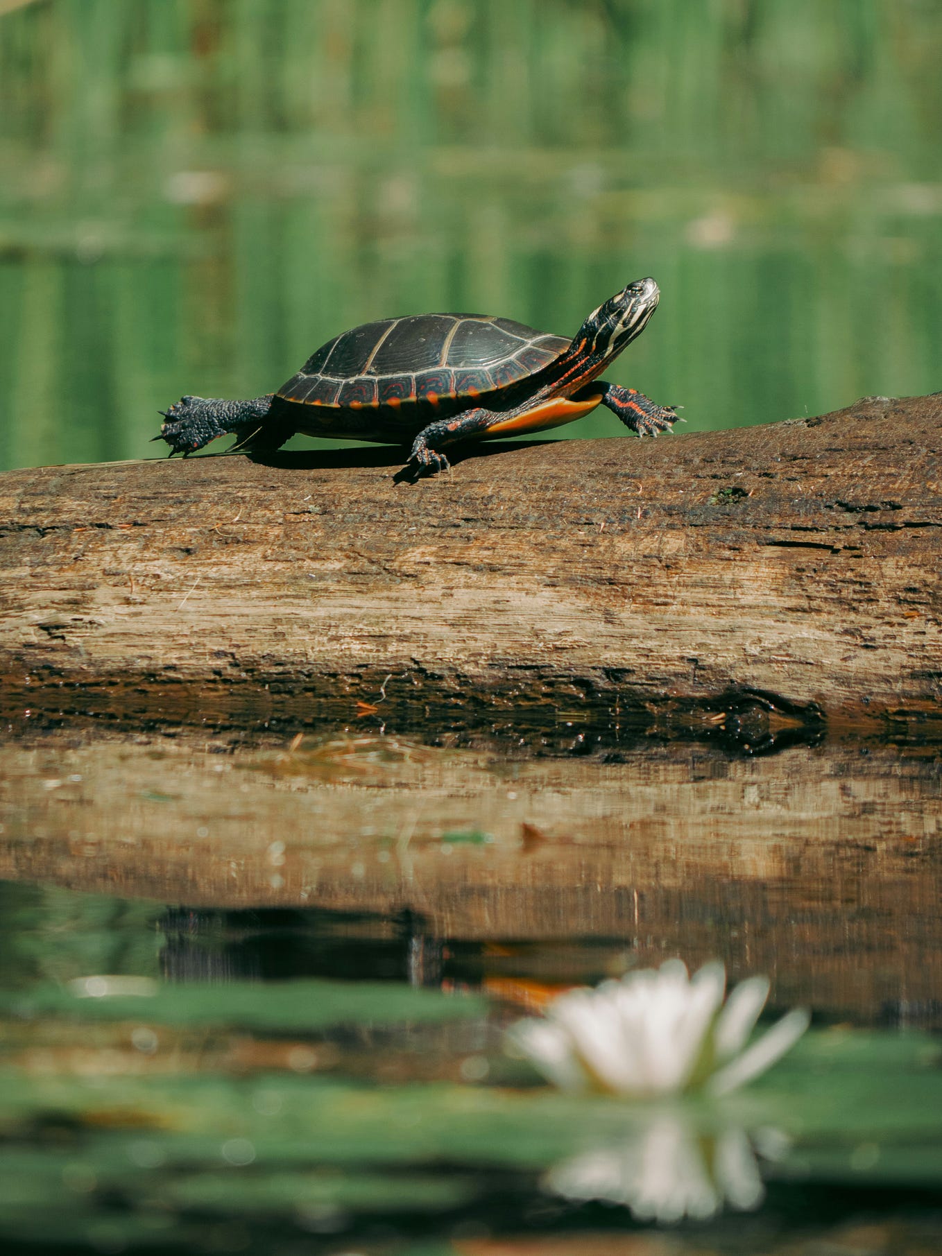 “Can a Box Turtle Swim?”. Box turtles, known for their… by Turtle OMG Jul, 2024 Medium