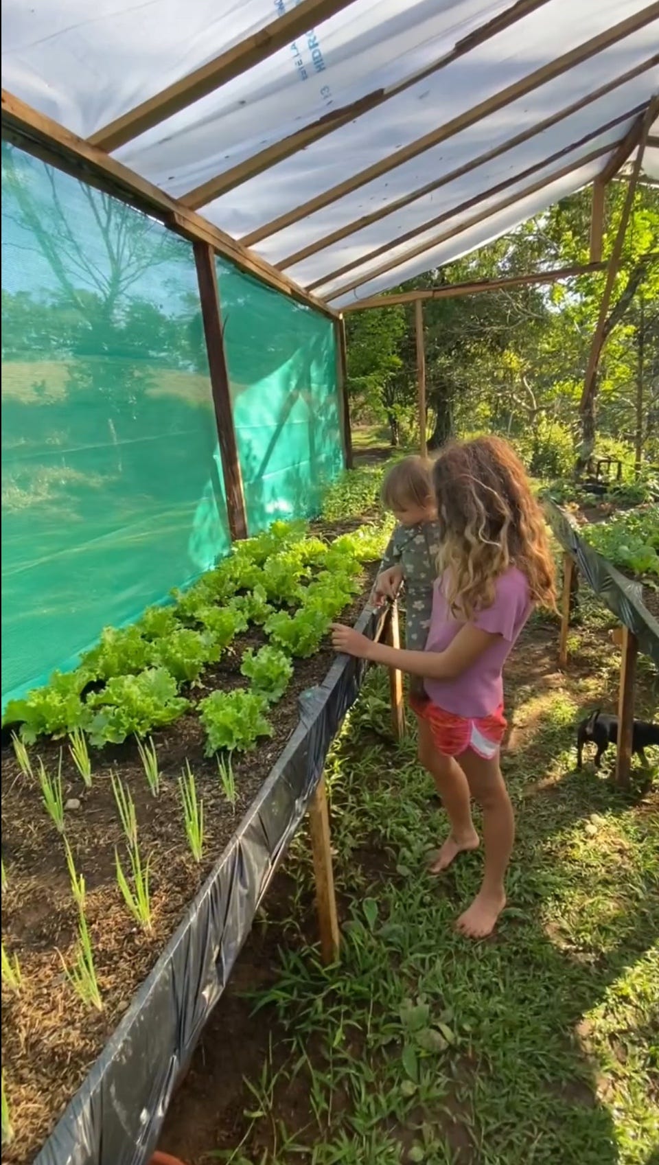 Embracing Simplicity and Building a Homestead in Costa Rica’s