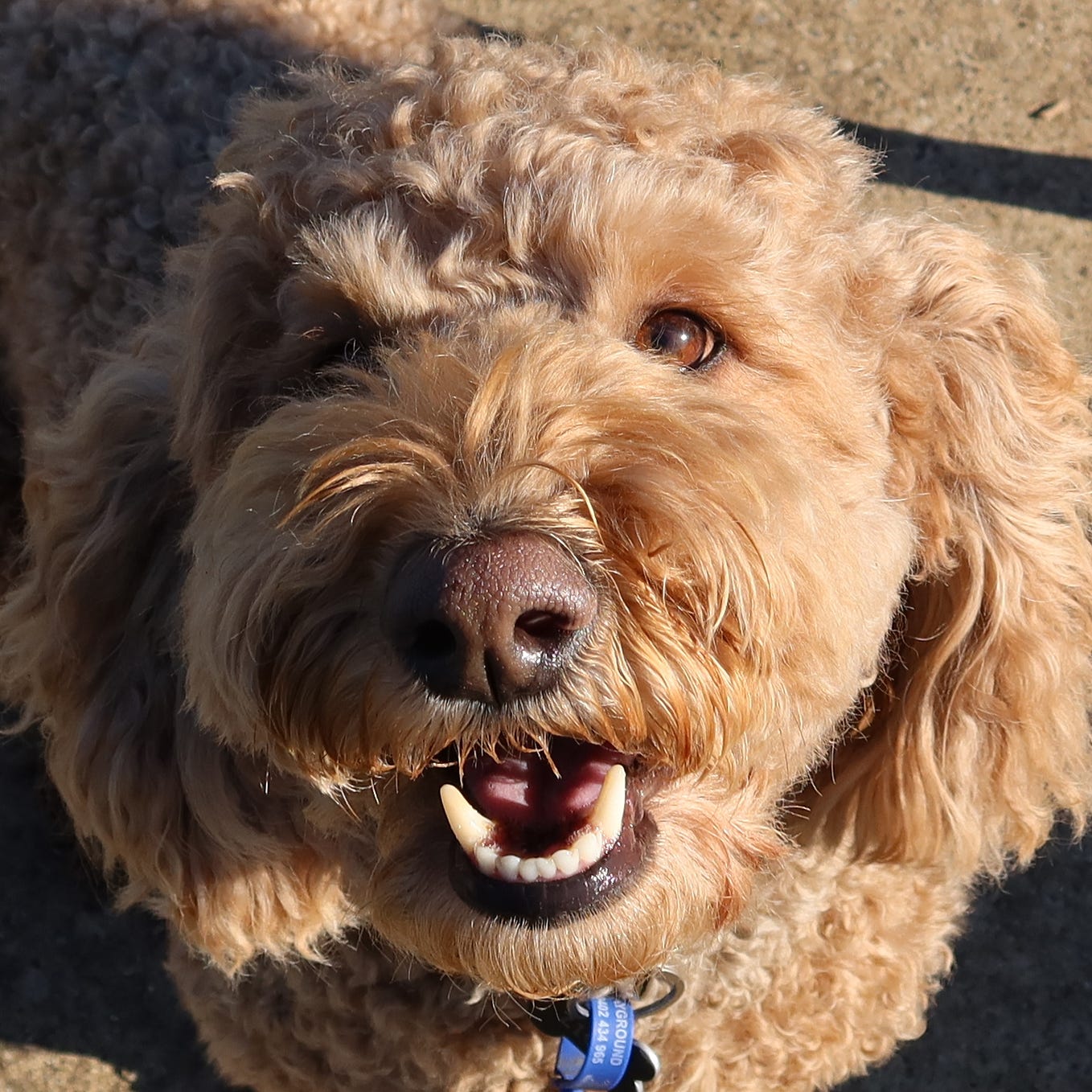 Vegan, grain free, raw or processed kibble — what do you feed your dog