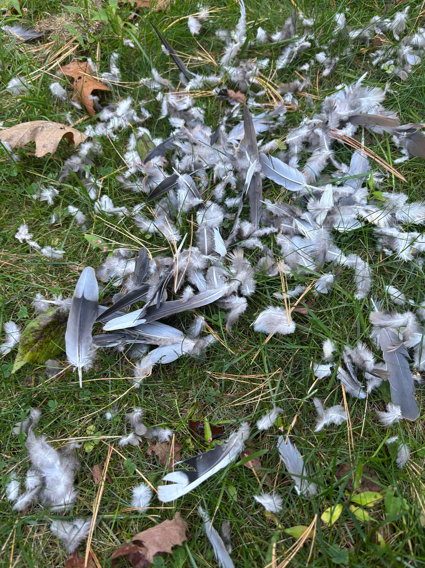 Thank you. My yard and animals provide material for stories. Sarah