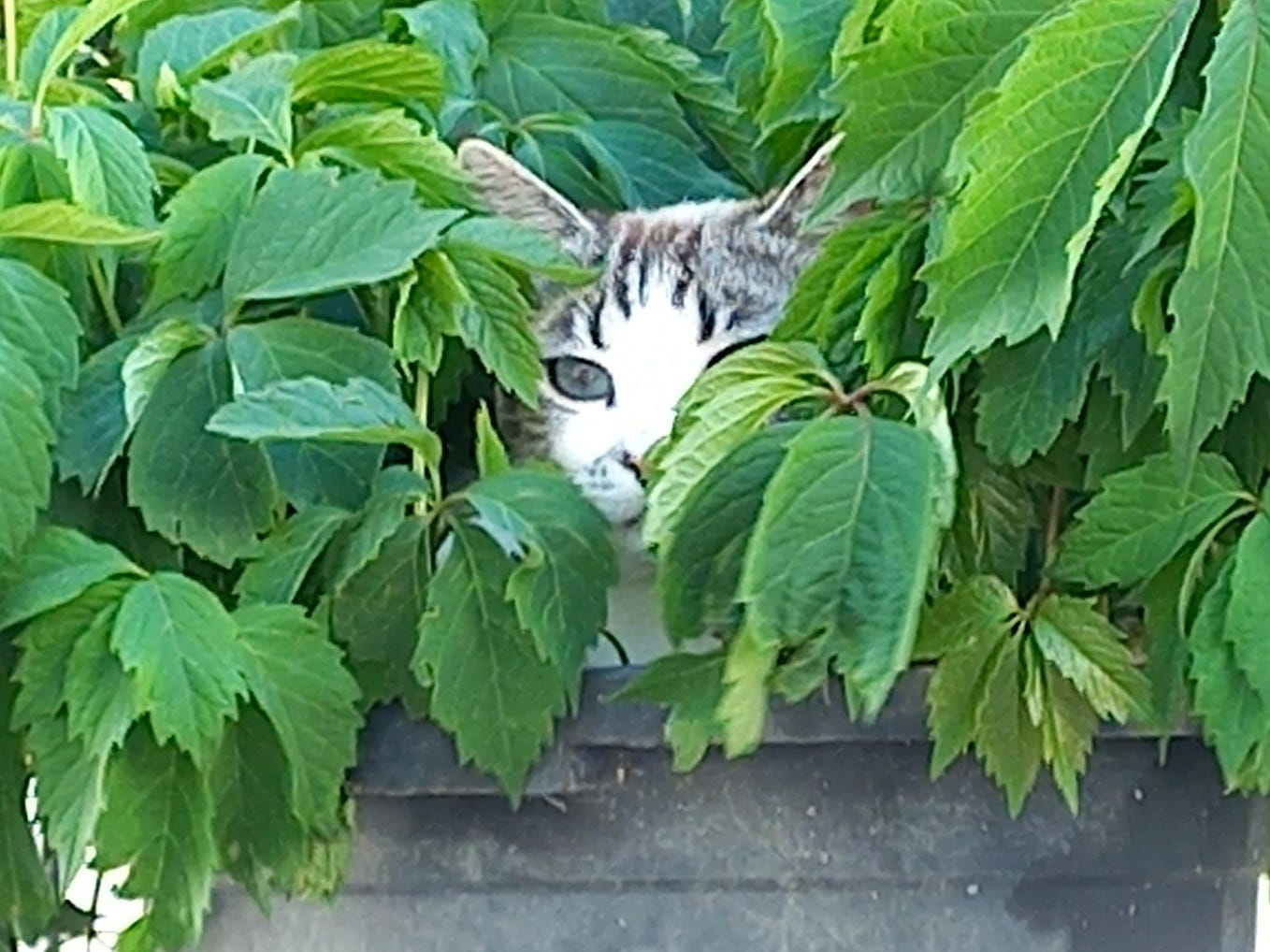What if Anne Hathaway was fond of the 'secondbest' bed? Angélica