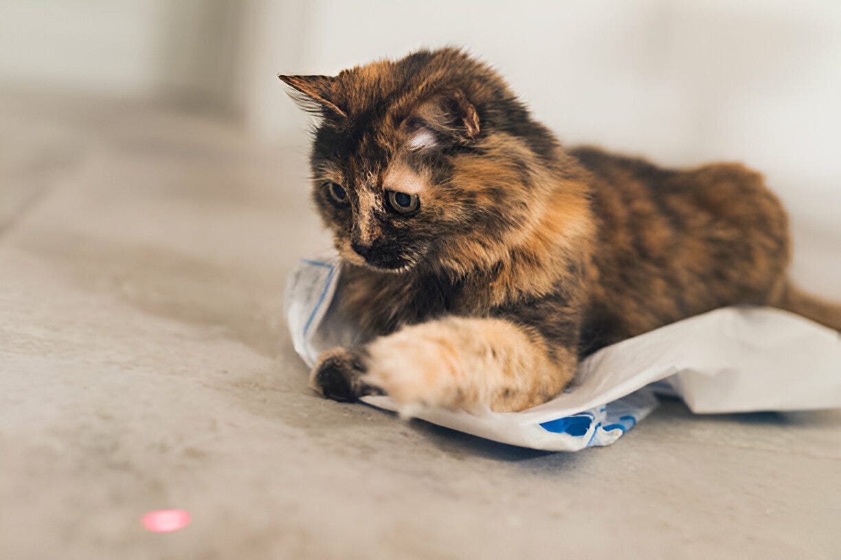 When Should I Change My Bedding After My Cat Gives Birth? by Your Pet