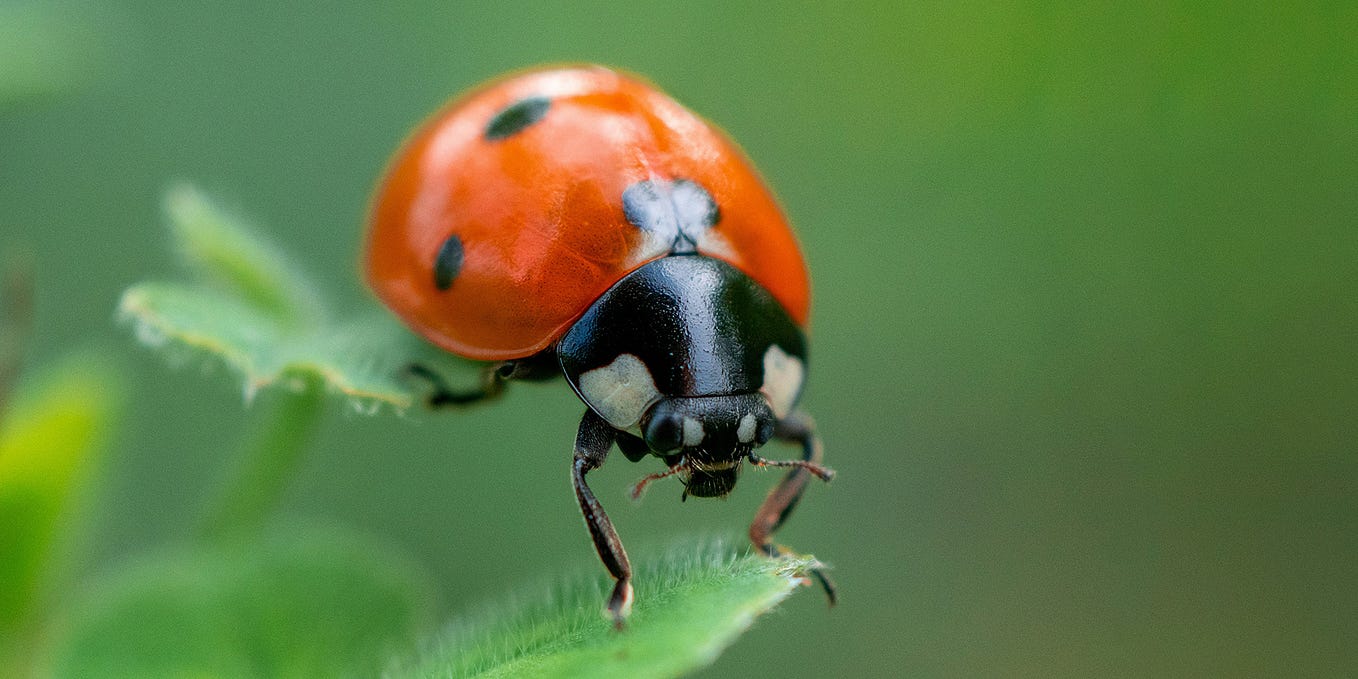 1. "The controller can activate and engage with these things, but you