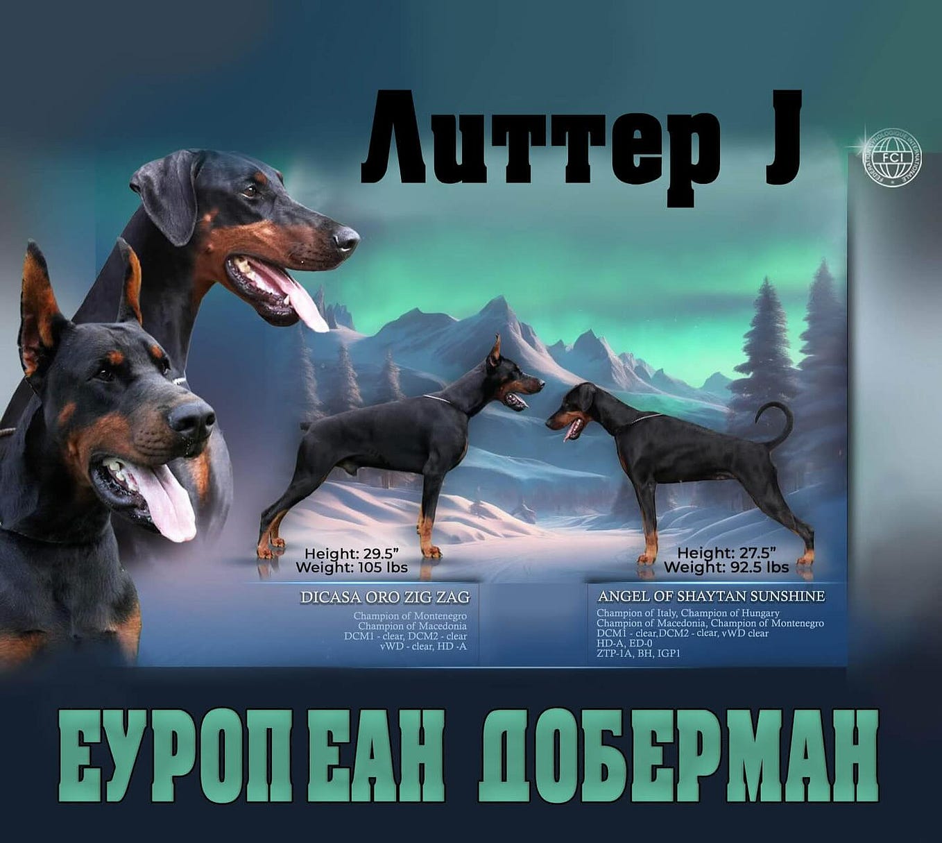 Mythbusting the European Doberman Unveiling the Regal Athlete by Ean