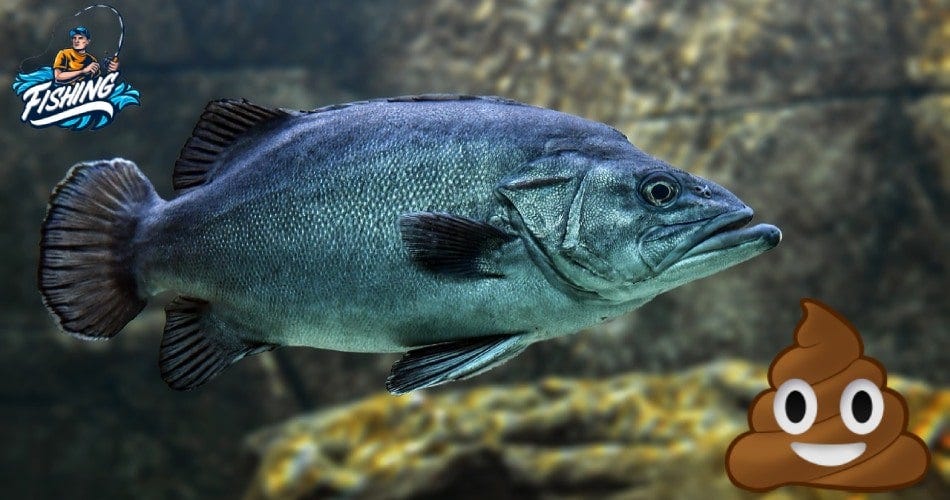 Does Tuna Have Scales And Fins? (You Might Shock) by Fishingfetch