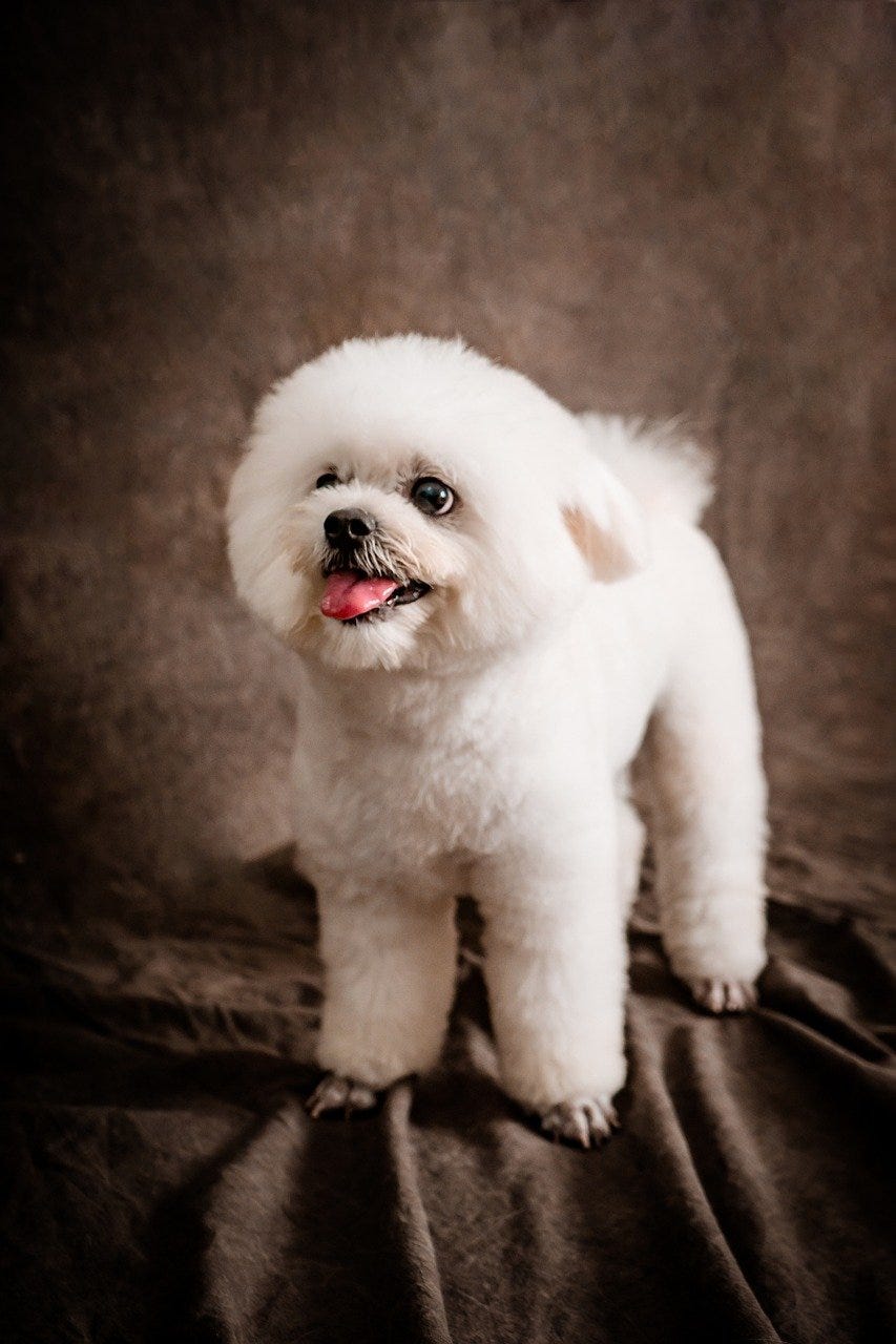 Why Does My Dog Growl At Some People And Not Others? by Dog Lovers