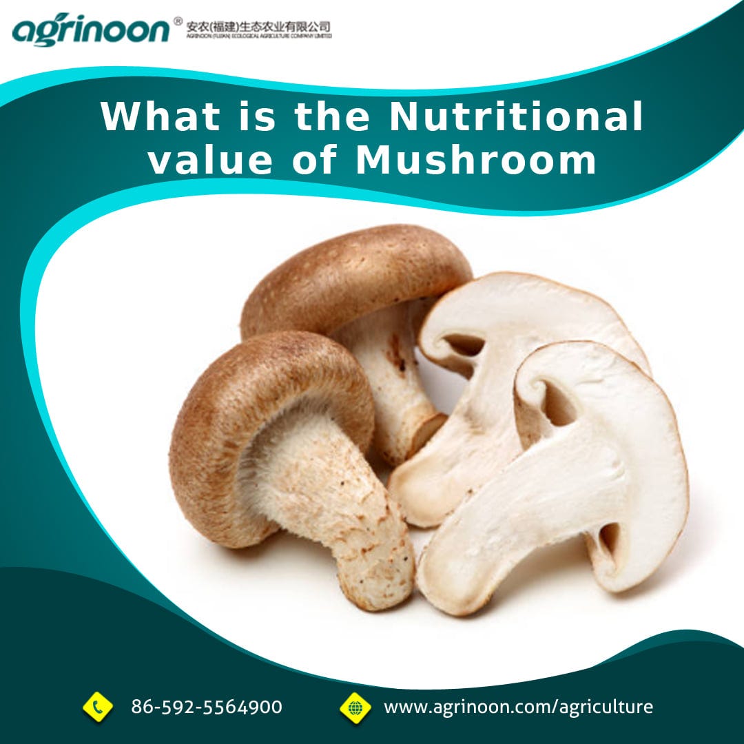 A Guide to Growing Shiitake Mushroom At Home by Agrinoon Ecological