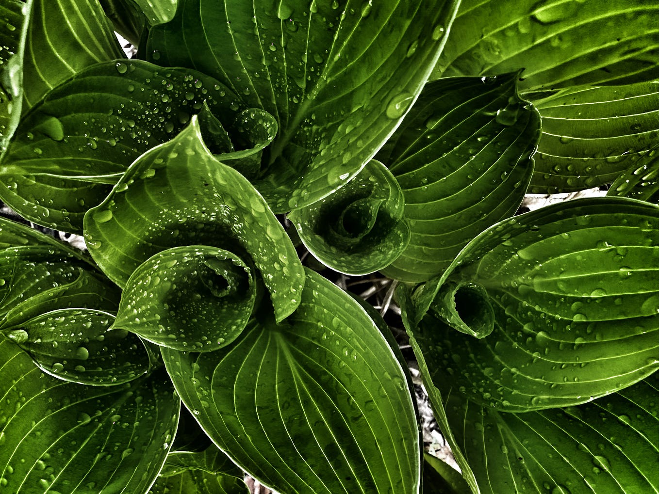 What the Fog Can’t Hide iPoetry Medium