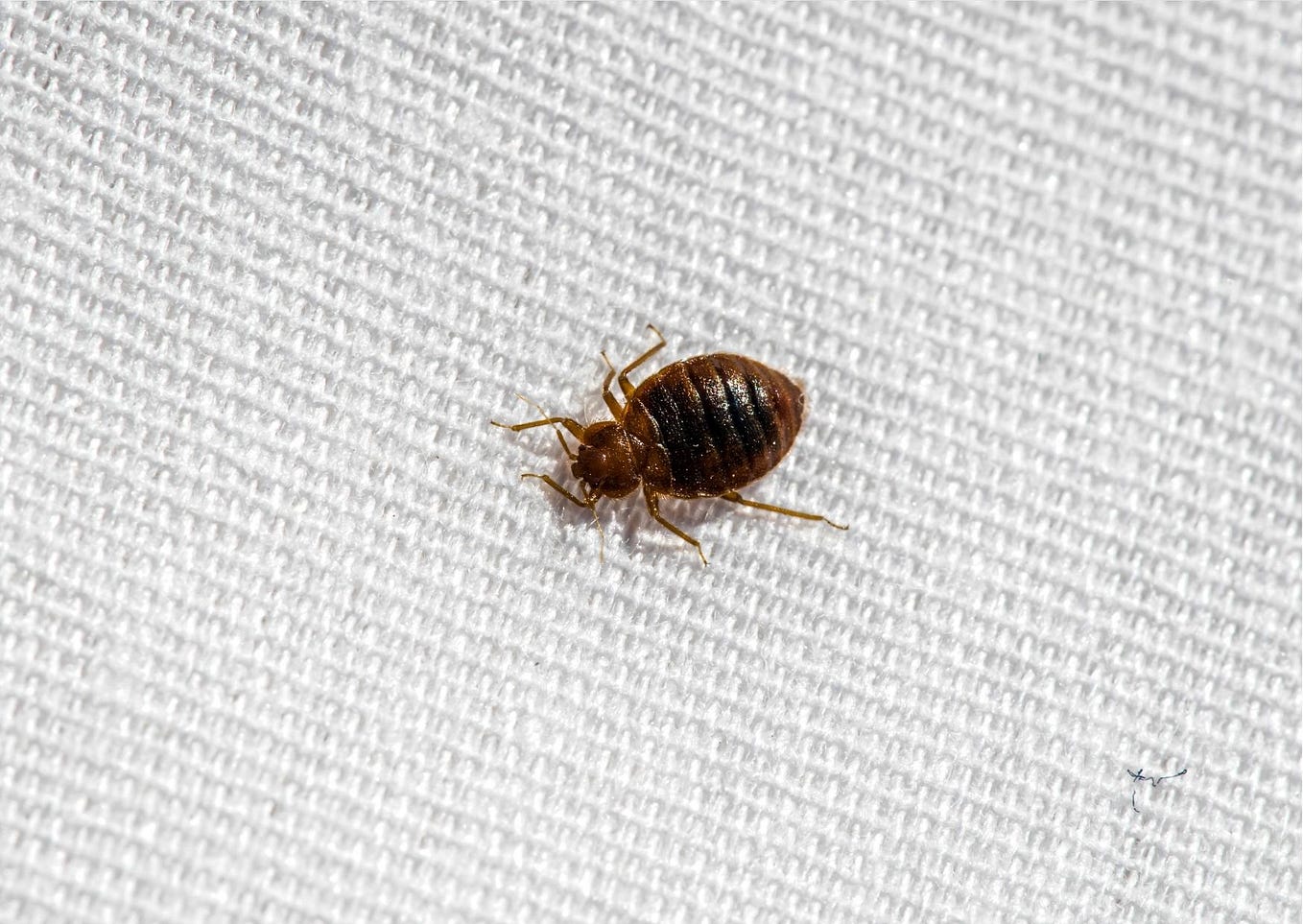 Can bed bugs be removed permanently? by Bed Bug controller Medium