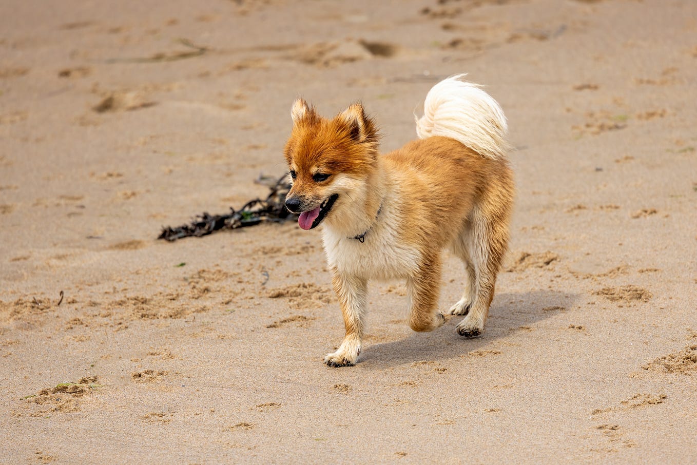 How to completely train your Dog? by Petscape Medium