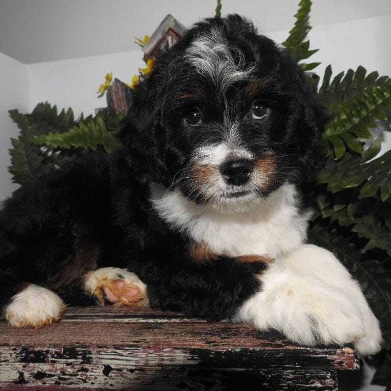Mini Bernedoodle Male Michiana Bernedoodles Michiana Bernedoodles