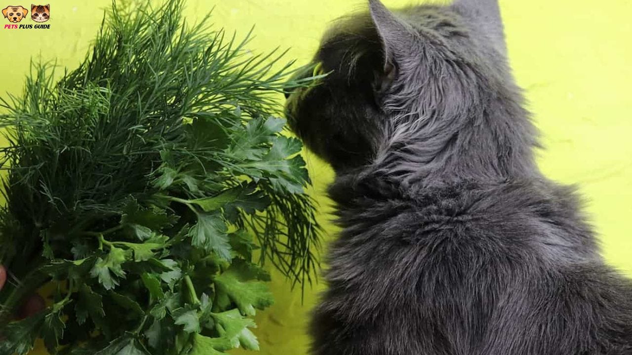 Can Cats Eat Basil? Full Guide In 2024 Ayat Fatima Medium
