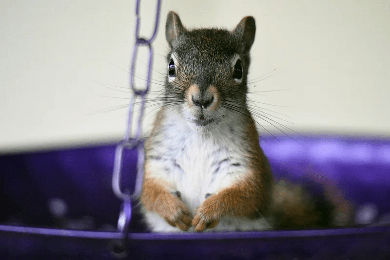 Flying Squirrel Bites and Rabies PPTX MDK Services Medium