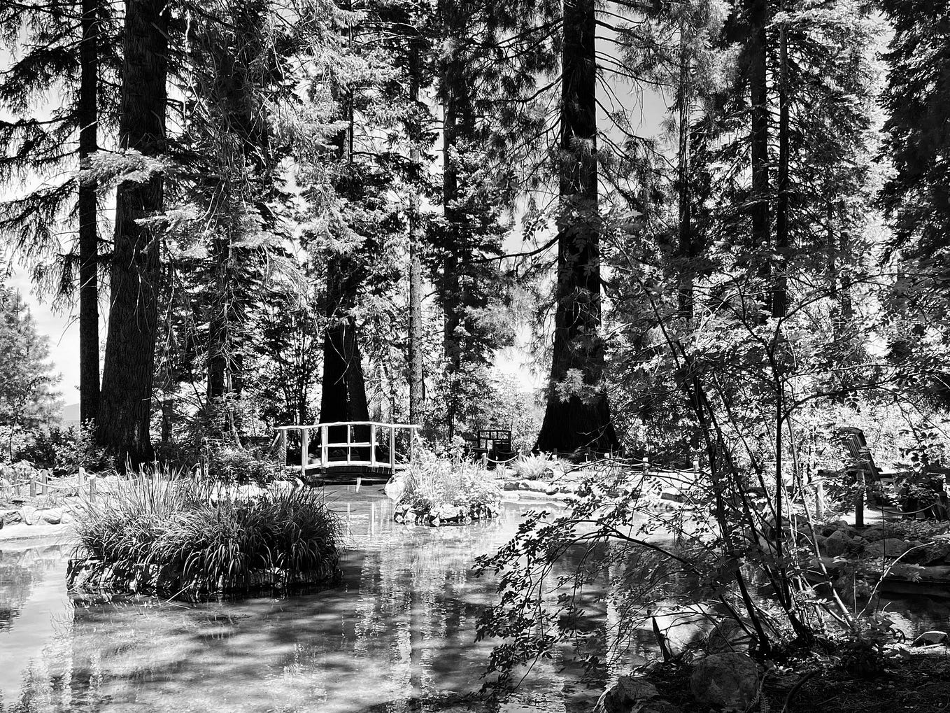 OH CHRISTMAS TREE SNAPSHOTS Medium