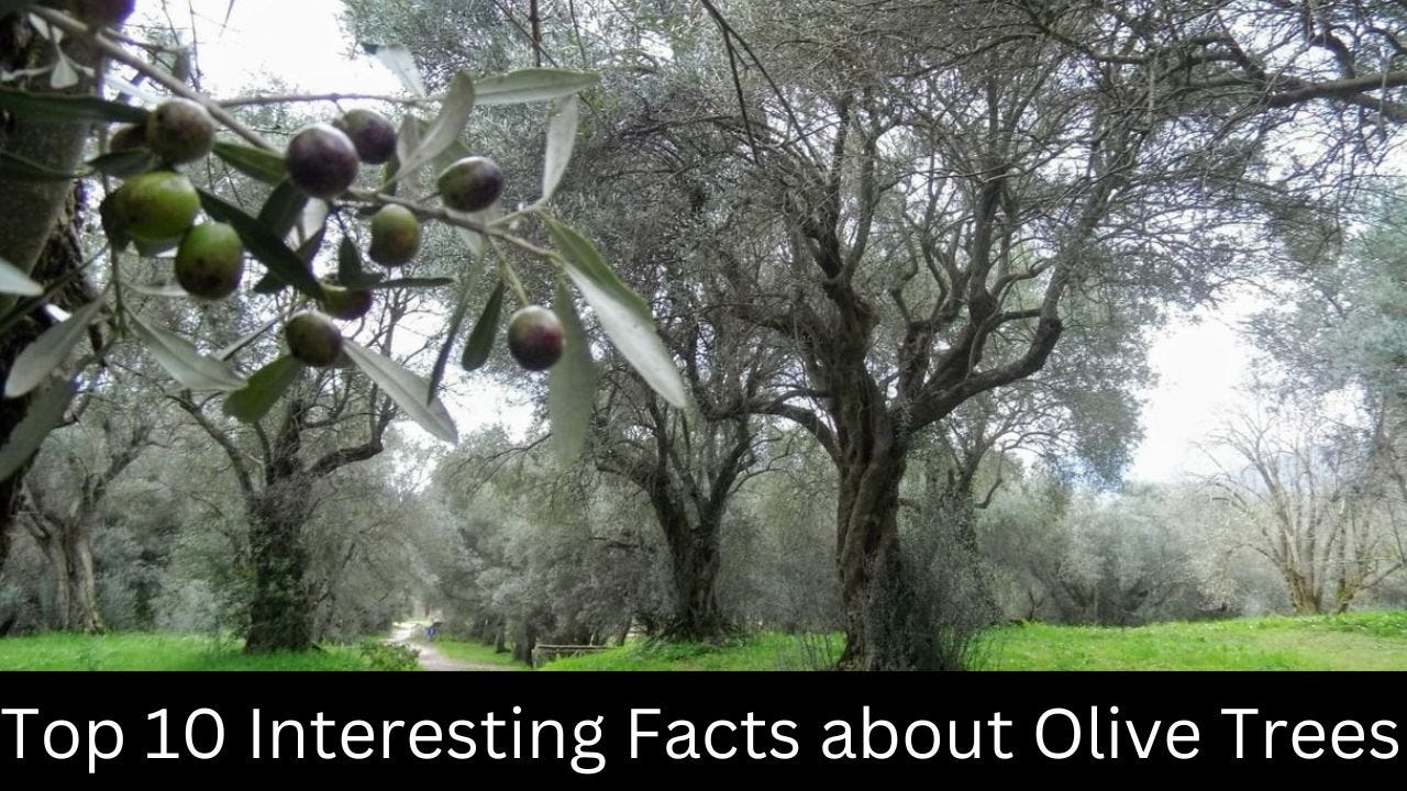 Interesting Facts About Palm Trees — Coolest Fact by Coolest Fact