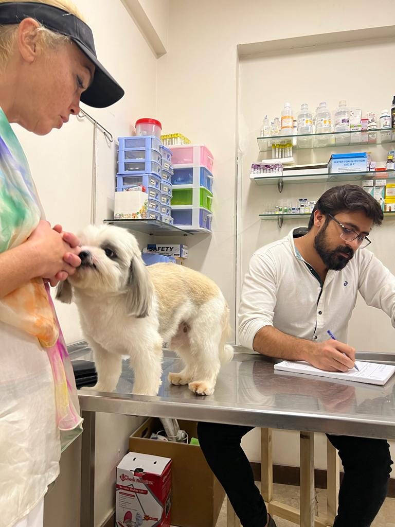 Pet Boarding in Karachi Petcarencure Medium