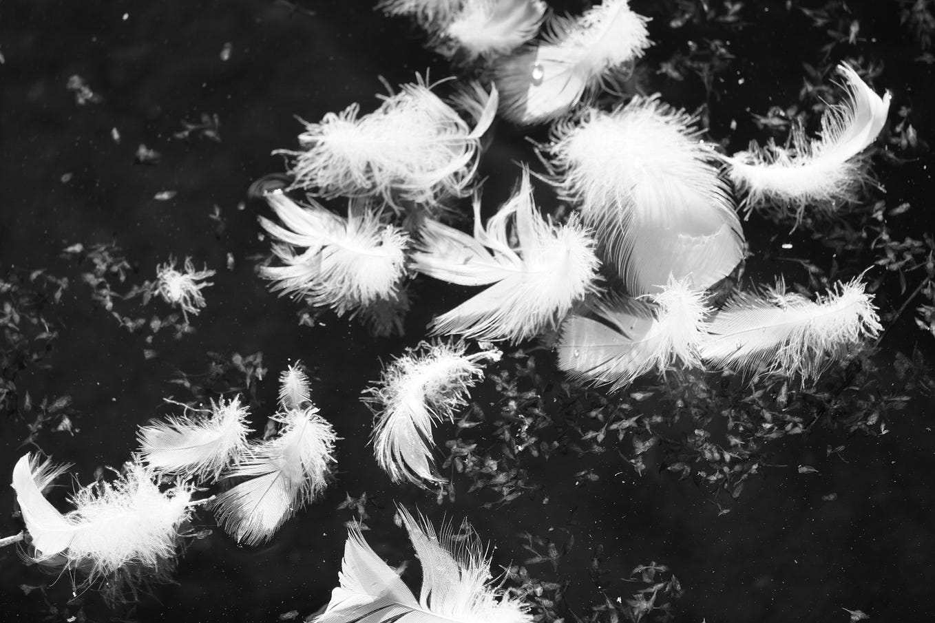 Is Poetry More Powerful Than Prose? by Susan Johnson Bouncin’ and