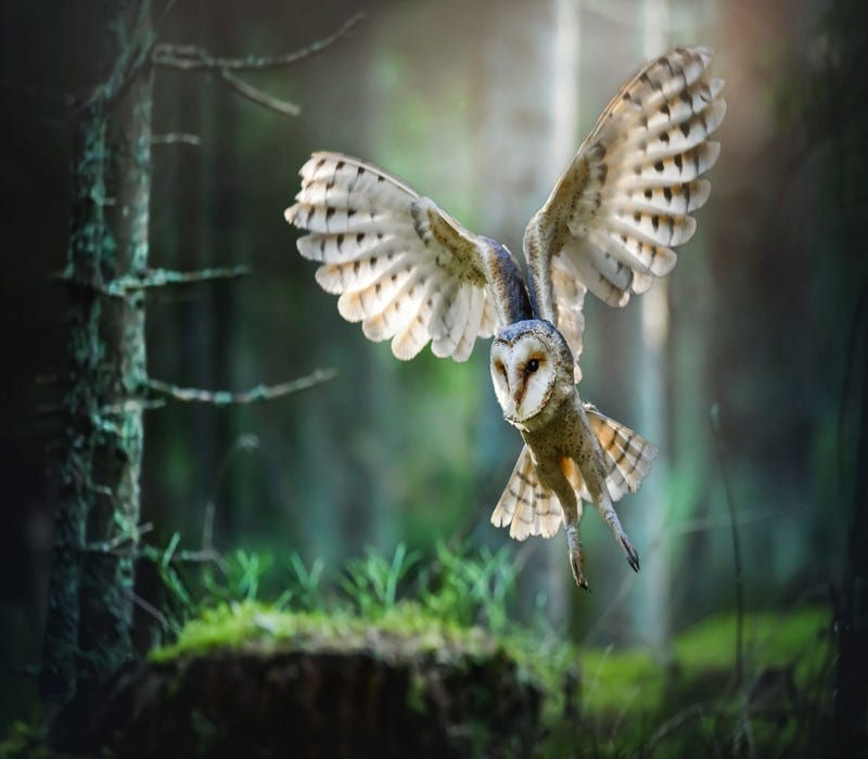 Are Owls Bad Luck? Common Myths And Superstitions Explained by Birds