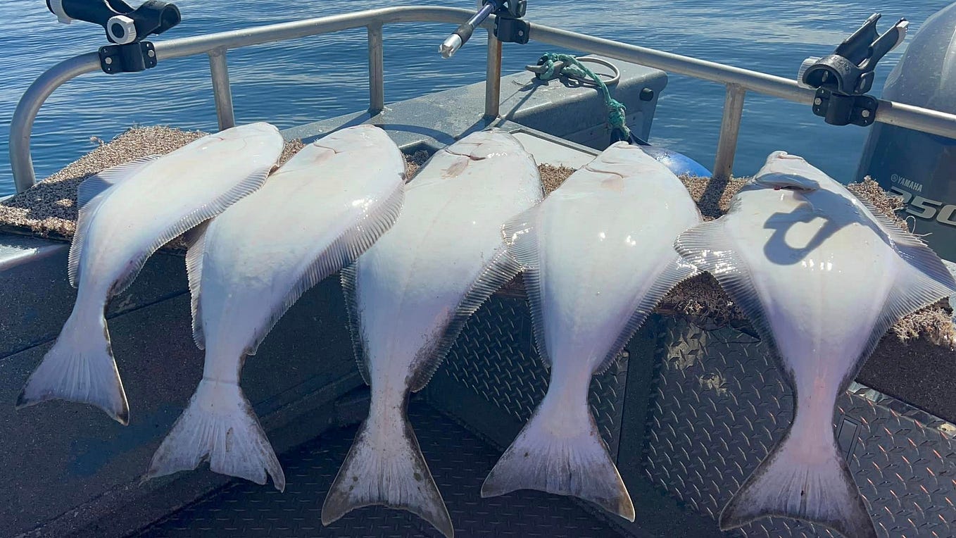 Navigating Alaska Halibut Fishing Regulations Size, Bag, and Season