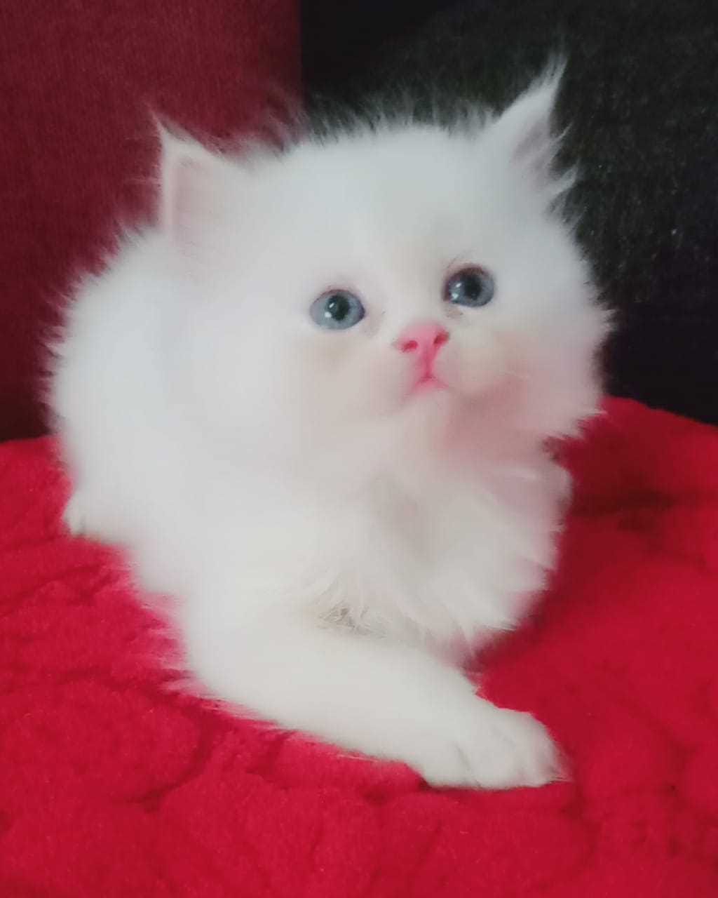 Persian Cat price Hyderabad mrnmrspet Medium