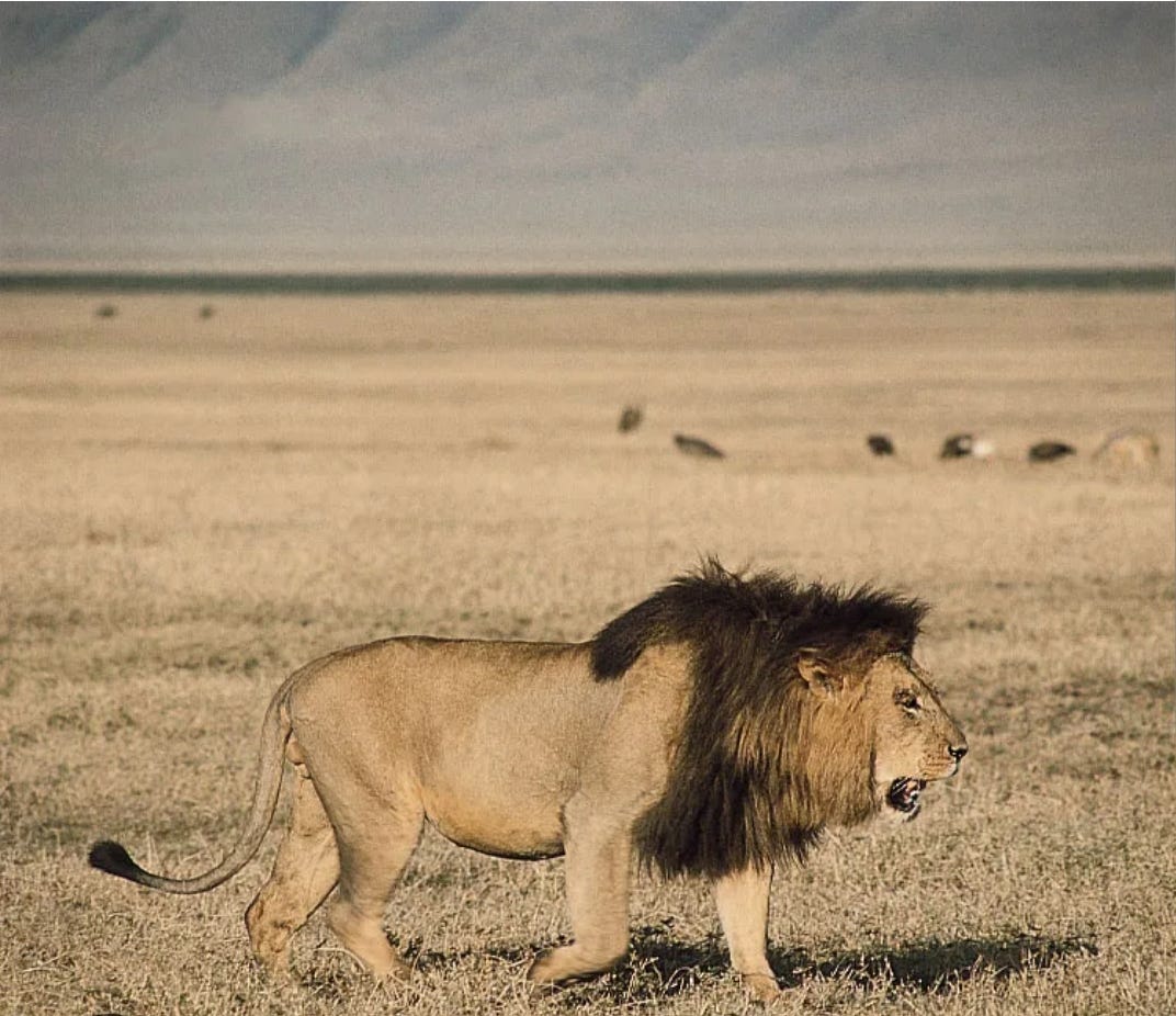 In severe cases of liver damage, a liver transplant may be considered