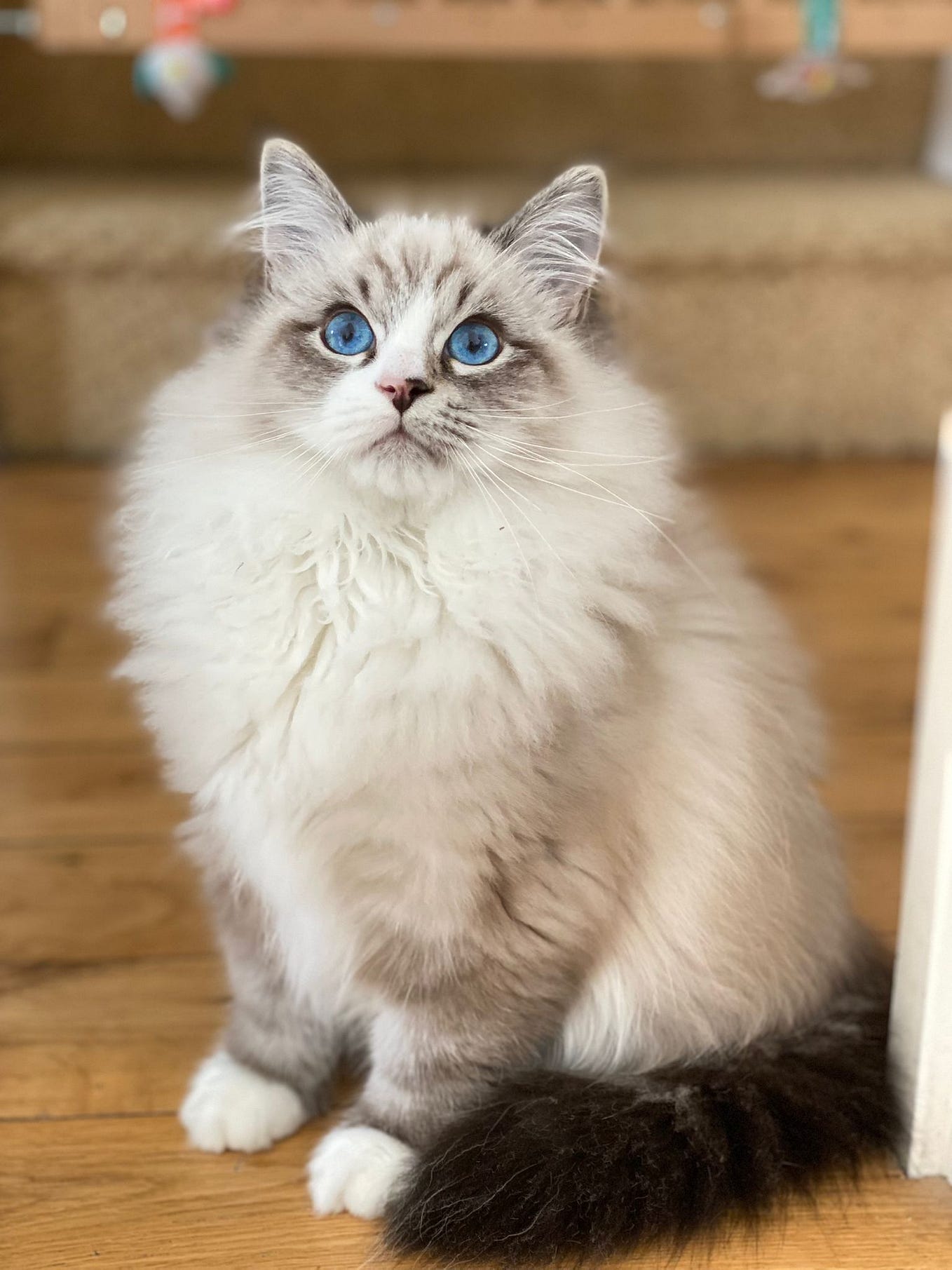 Choosing the Perfect Cat Breed A Guide to Finding the Right Match for