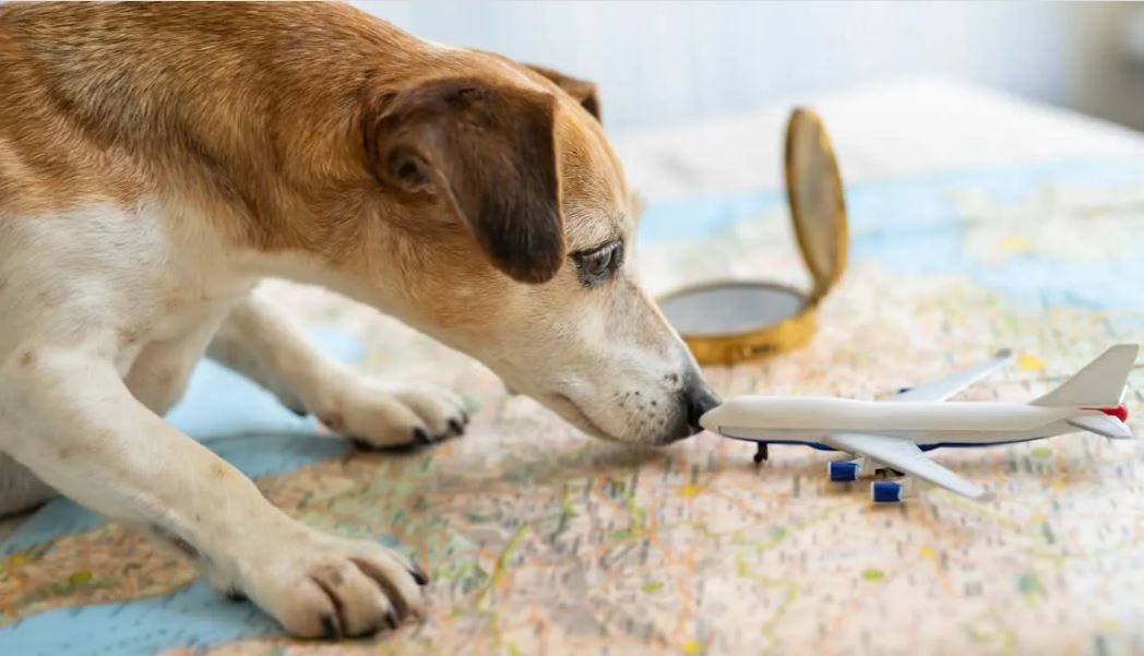 FAQs Before Hiring The Best International Pet Transport Company by
