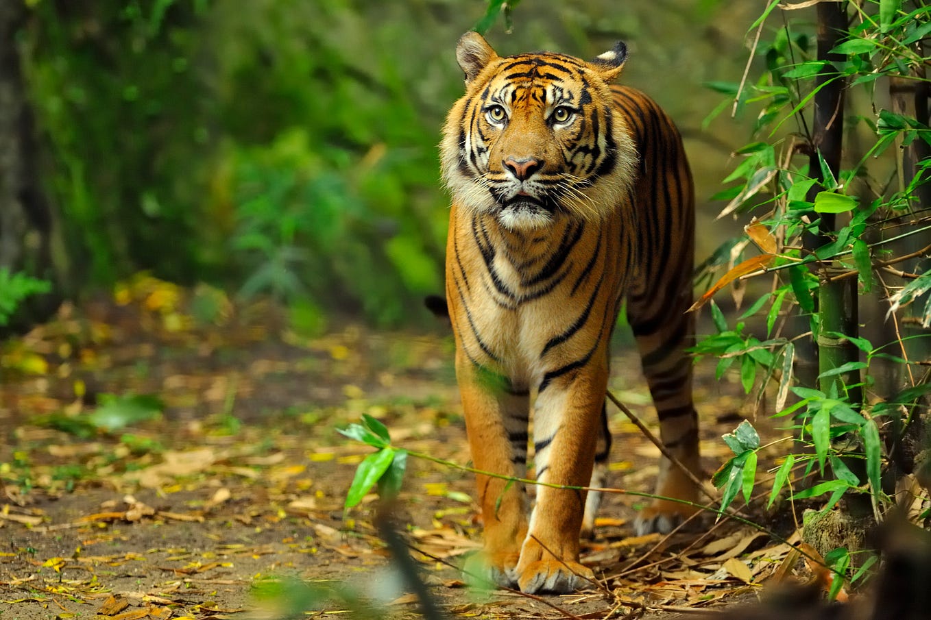 10 endangered species saved from extinction by zoos by Taronga