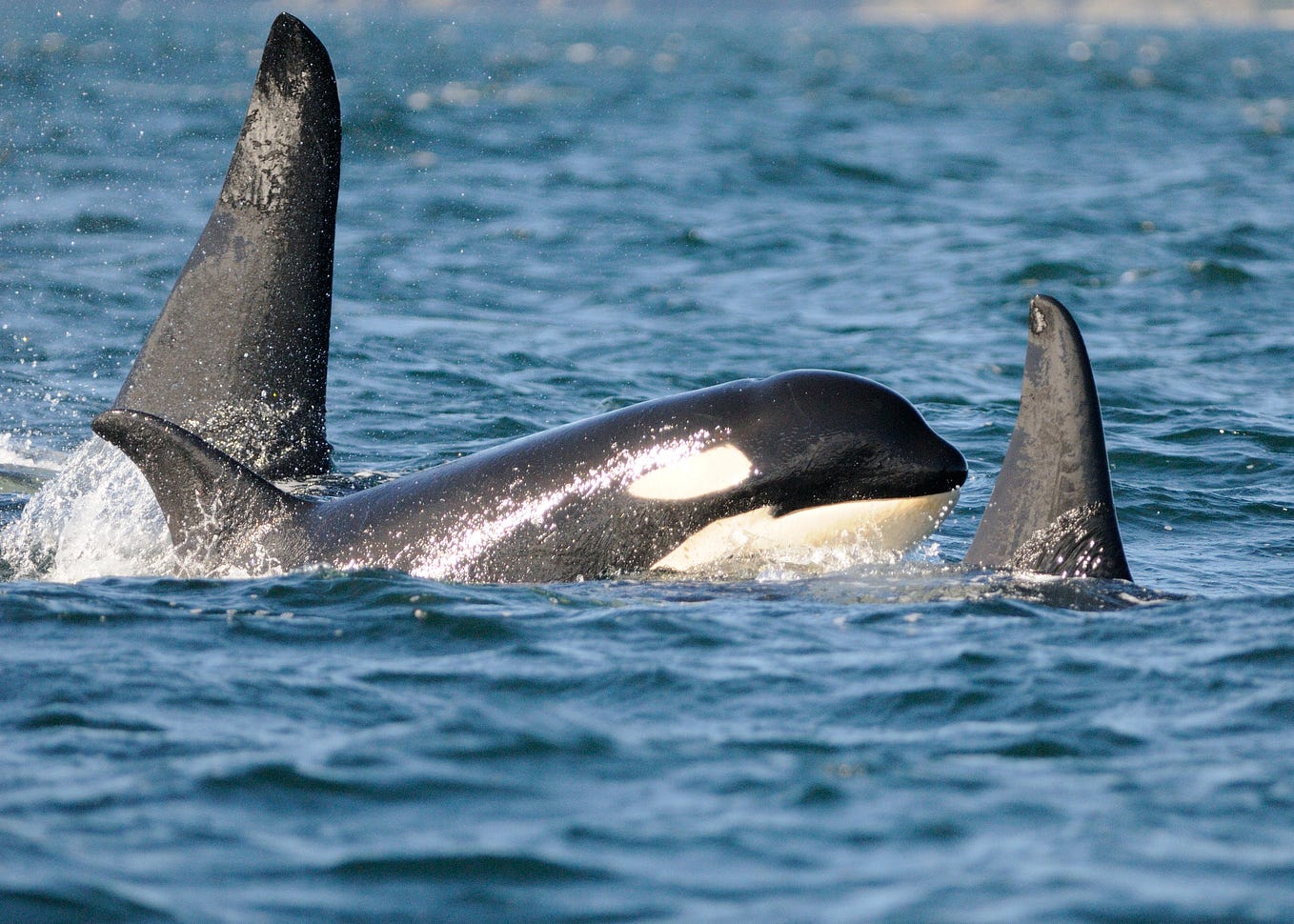 What Does It Mean That Another Giant Elephant Has Fallen? by Carl