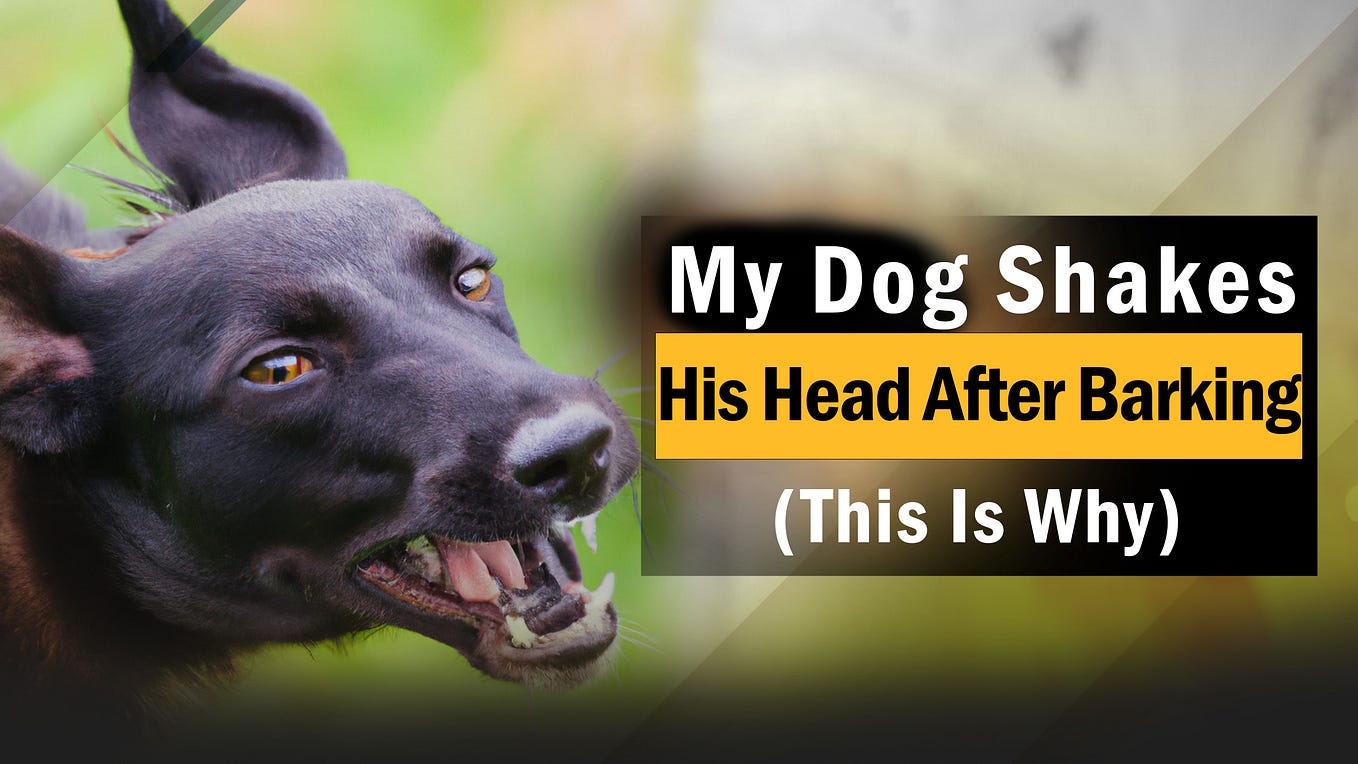 Bombay Cat Spiritual Meaning, Symbolism, and Totem puppyplaying Medium