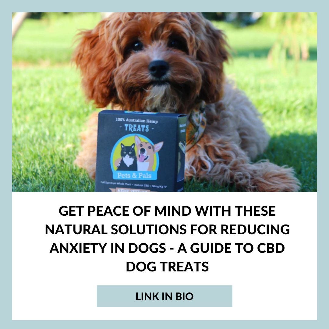 How to Calm your Dog’s Anxiety with Natural CBD Pet Treats? by pets