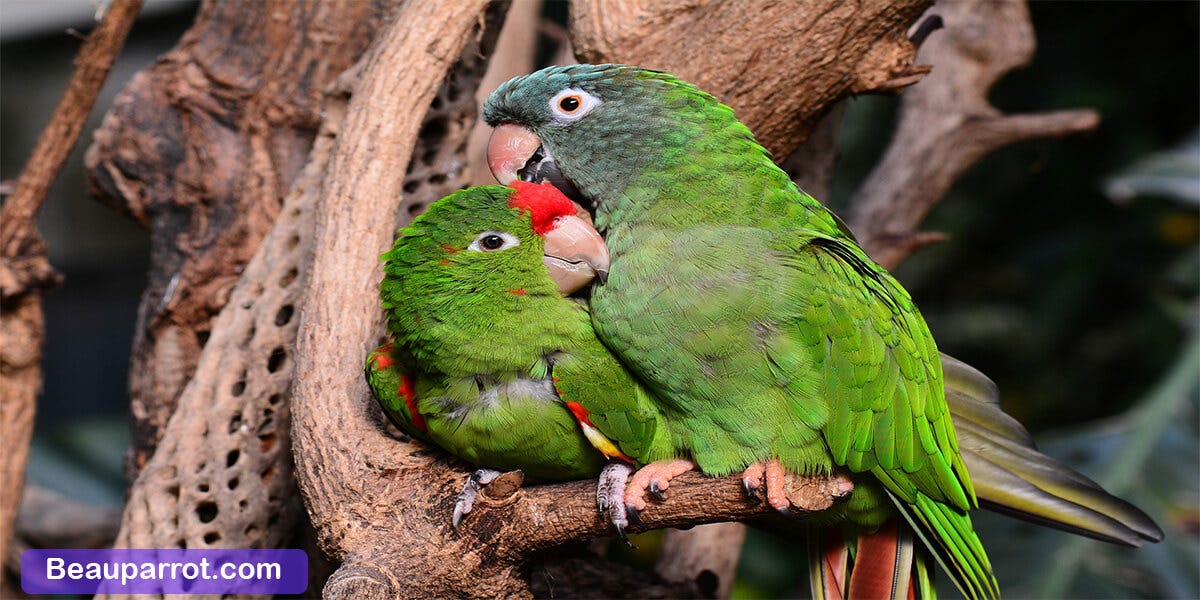 How To Take Care Of A Parrot?. Parrots are very lovely exotic birds