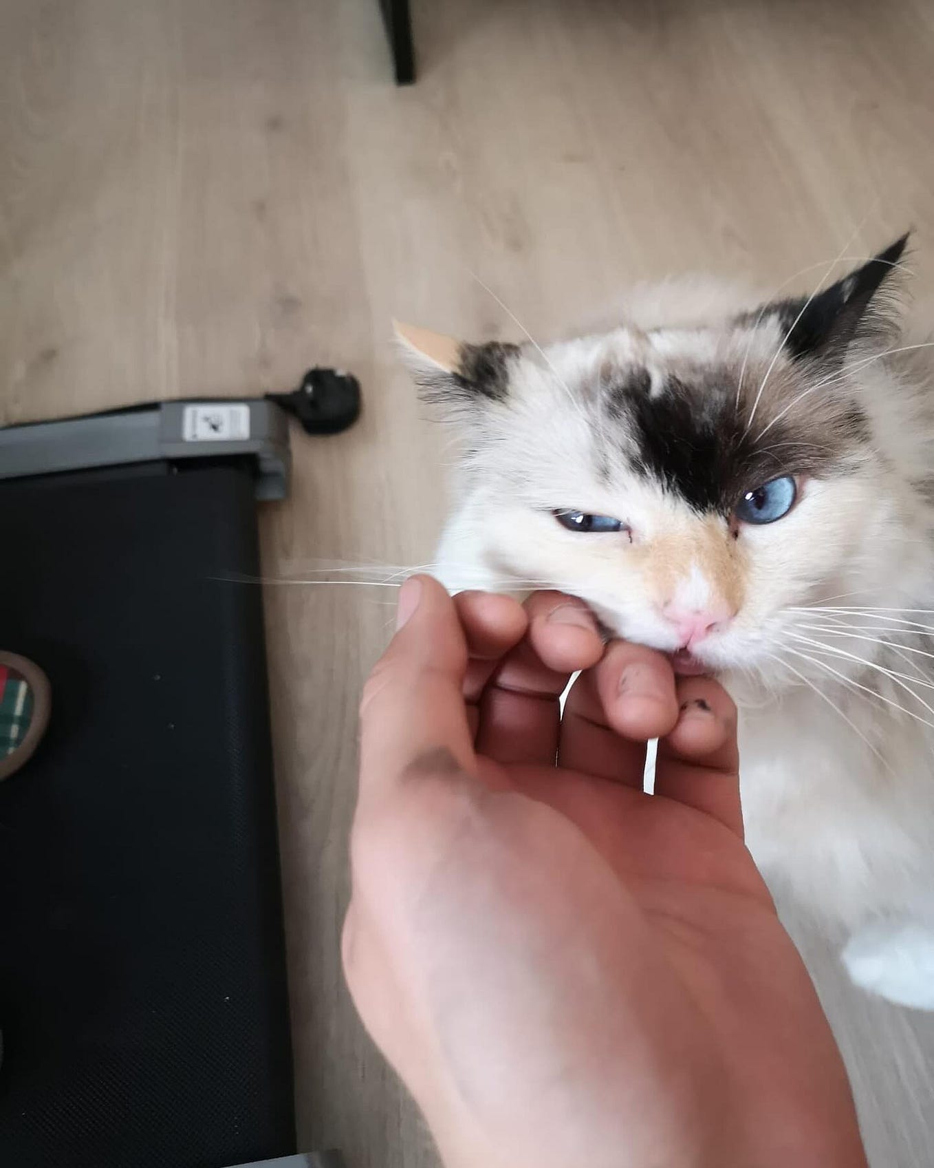 Cat Sitting in London A Guide to Professional Care by Chatty Cats