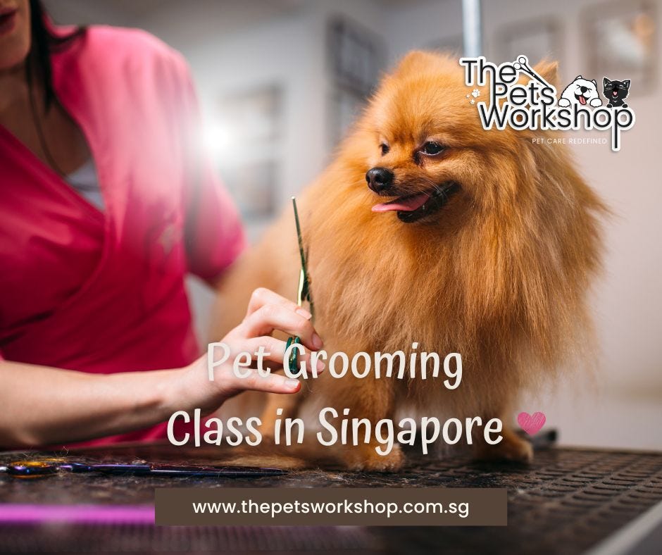 Groom your pet like a pro and avoid common pitfalls — The Pets