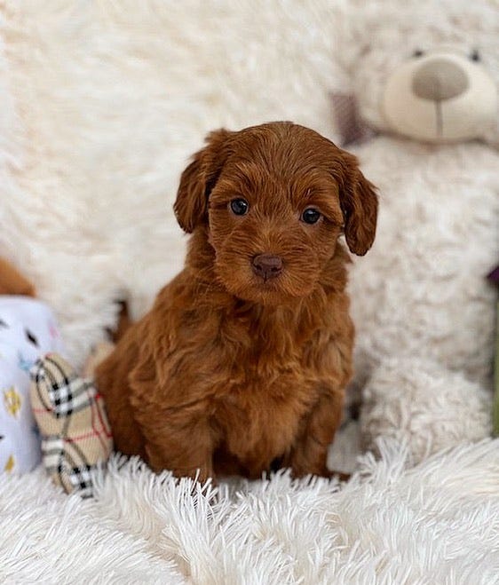 Best Australian labradoodles for sale UK australian labradoodles Medium