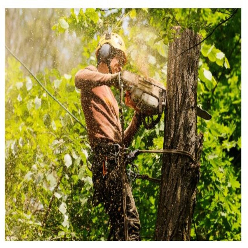 Tree Removal Eastern Suburbs Sydney BranchOutTreeSpecialist Medium