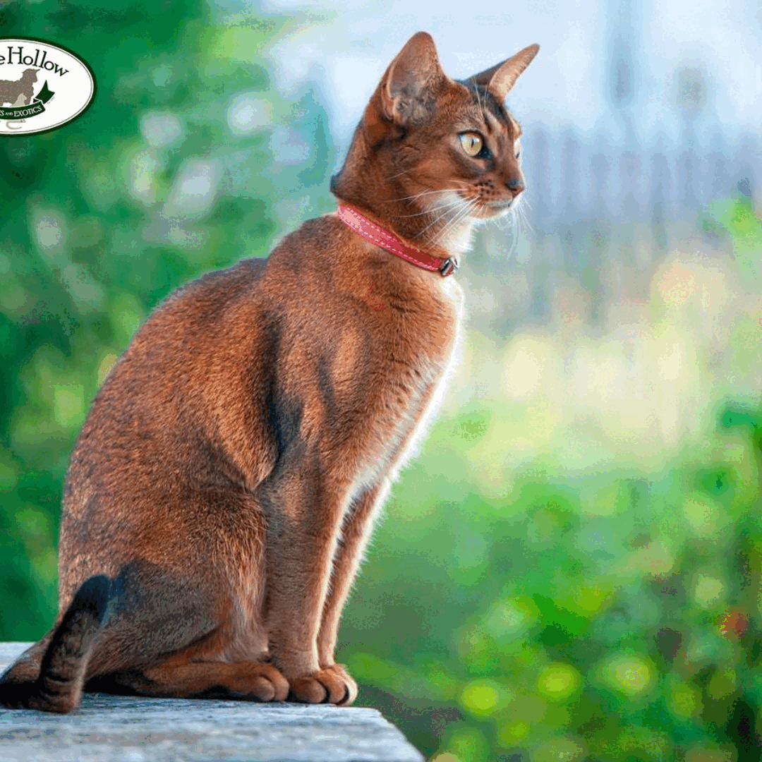 Savannah Cat Breeders Ambassadors of Exotic Feline Beauty by Belle