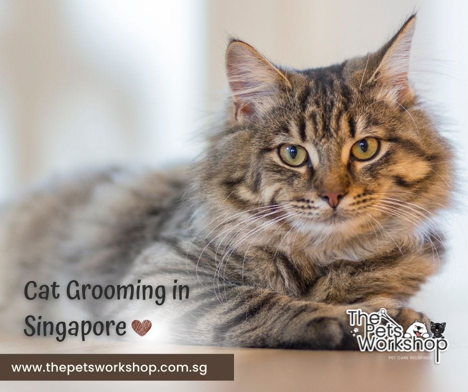Who is the Cat Spa Service Provider in Singapore?