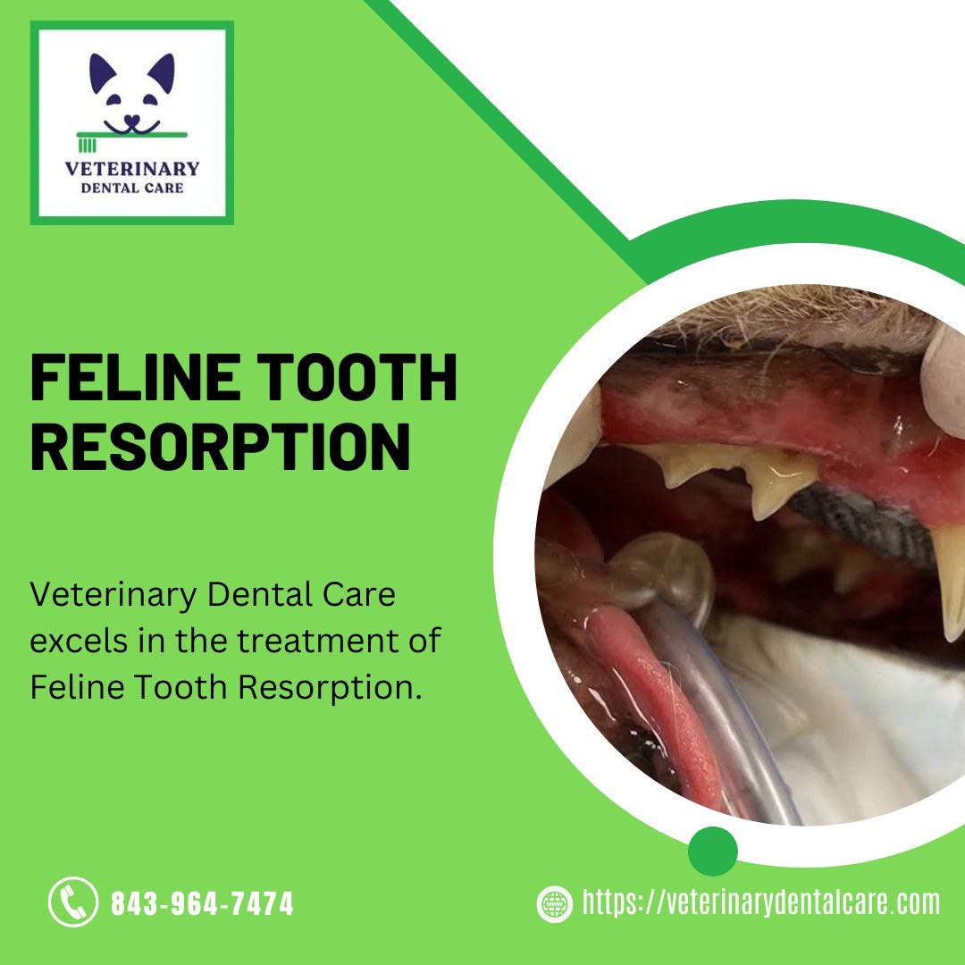 A Comprehensive Guide to Feline Tooth Resorption Veterinary Dental